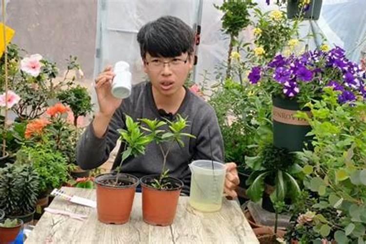 栀子花用什么肥料最好