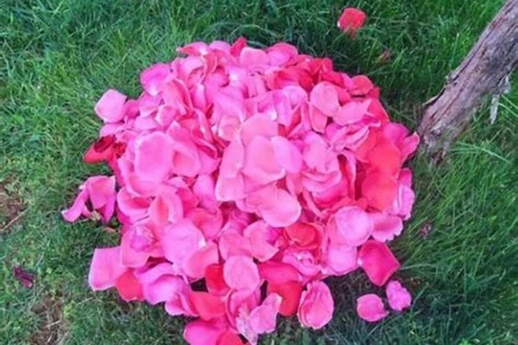 月季花瓣可以做肥料吗