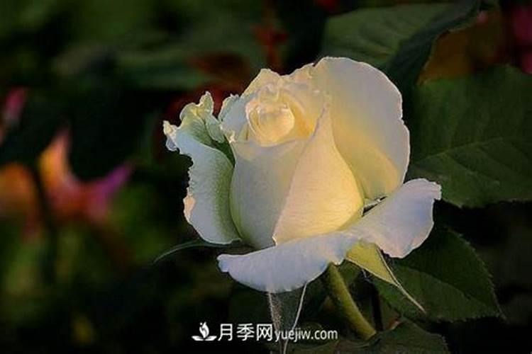 月季花瓣可以做肥料吗