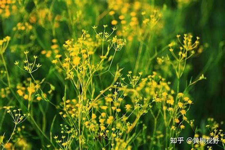 种谷子用什么肥料好