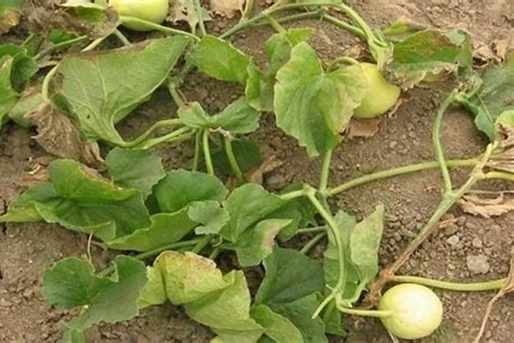 甜瓜叶子发黄什么原因