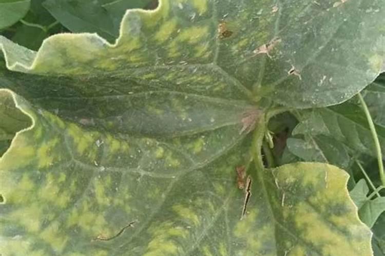 大棚甜瓜叶子卷起边上变黄是怎么回事？？