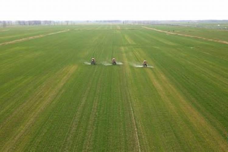 小麦叶面肥什么牌子最好