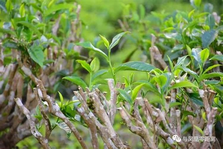 怎么能使高山白茶早发芽早采
