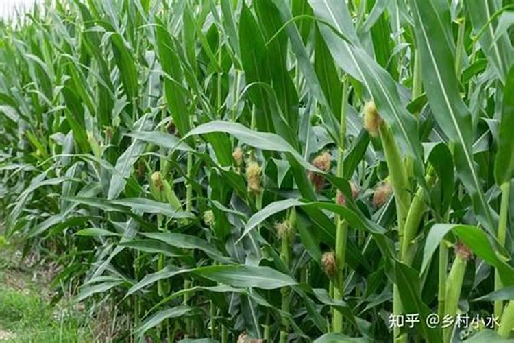 玉米控释肥使用方法