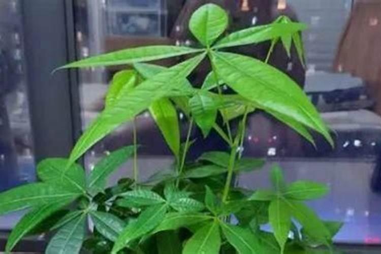 发财树如何施肥