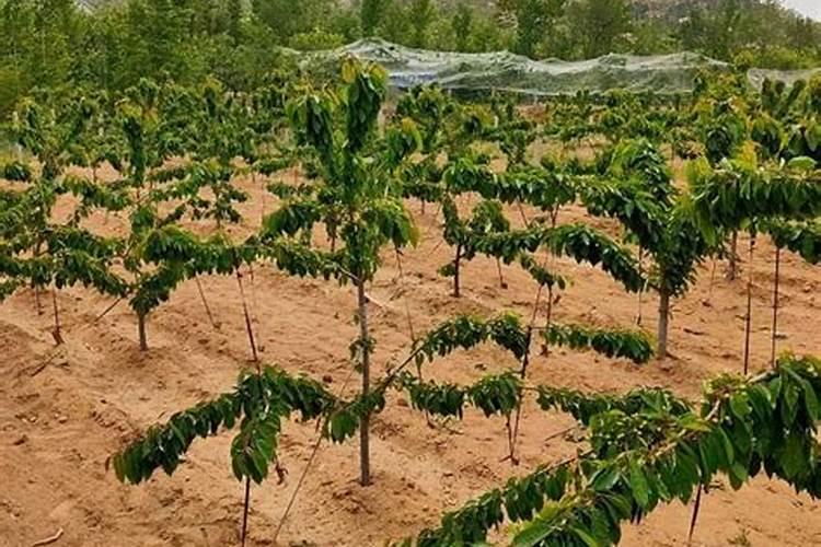 樱桃苗木的施肥追肥要注意哪些问题