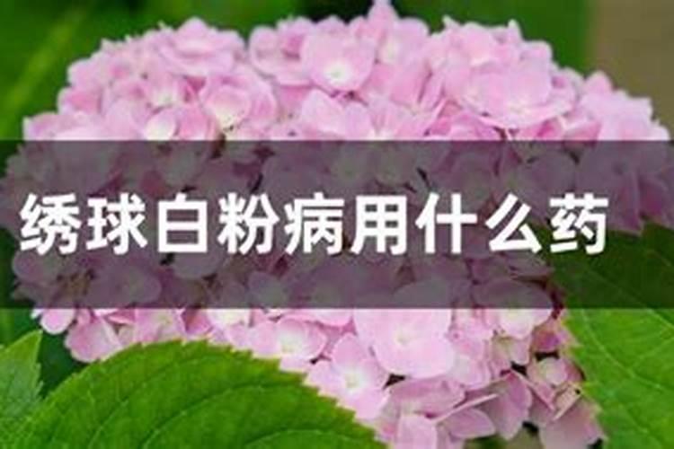 绣球花催花的正确方法