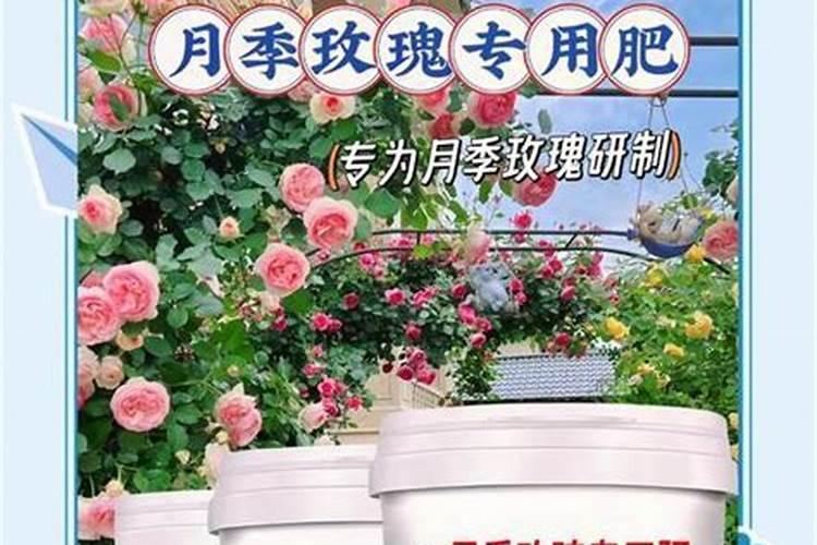夏季高温,可以给月季施肥吗