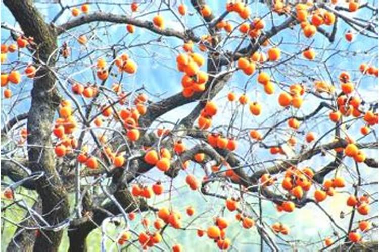 柿子树结柿子后用什么肥料膨果？