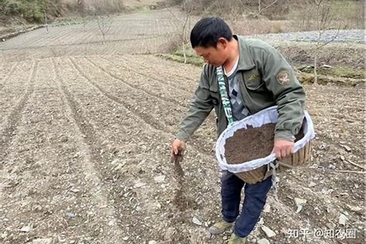 饼肥怎么腐熟怎样做成饼肥