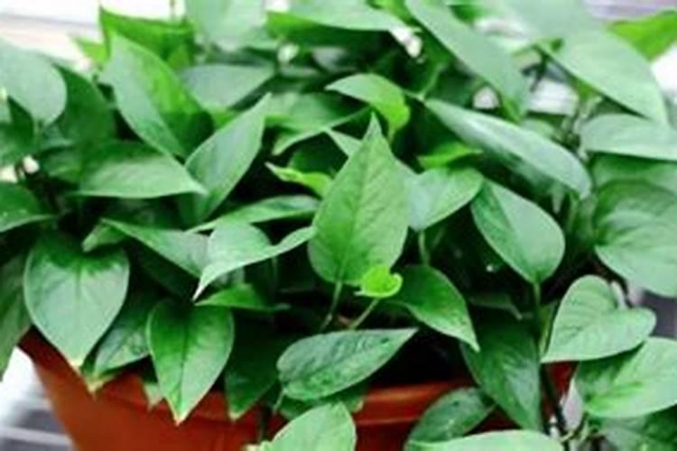 绿萝施肥方法,最好施加氮肥为主的肥料