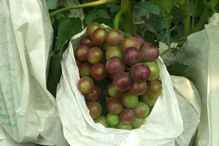 夏黑葡萄转色后期用什么肥料好