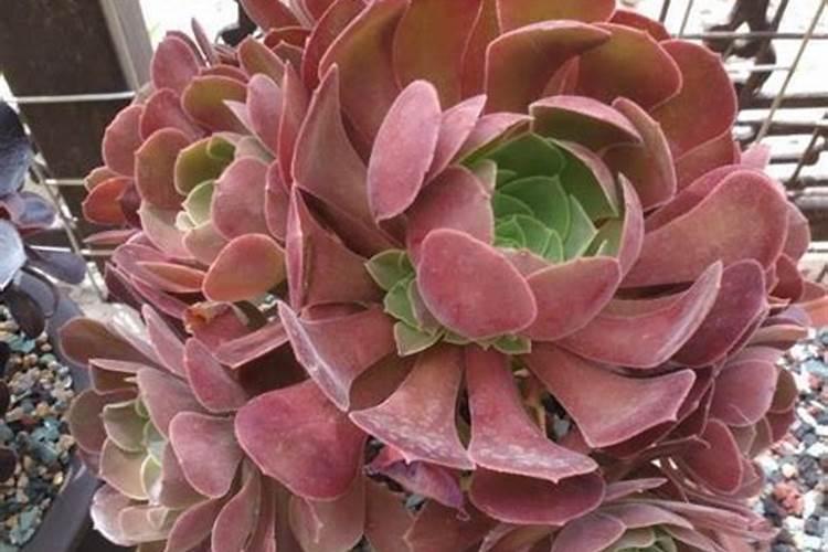 景天科多肉怎么养