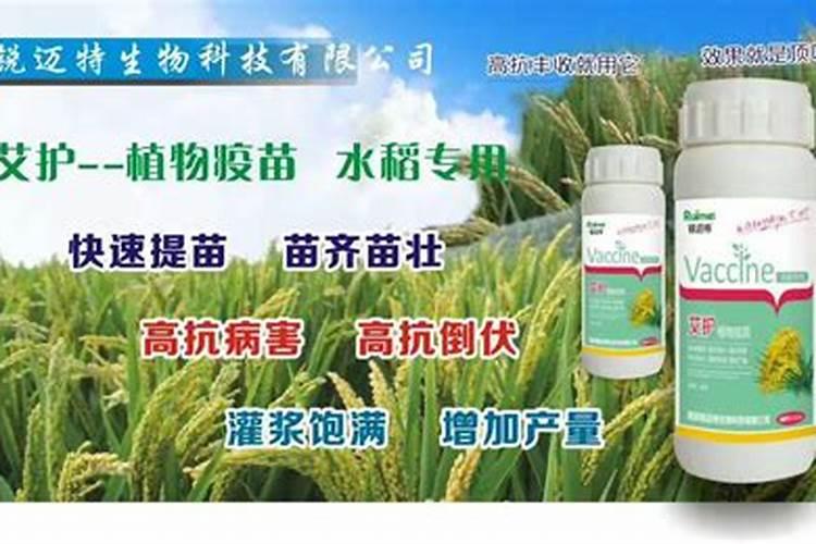 水稻孕穗肥什么时候使用