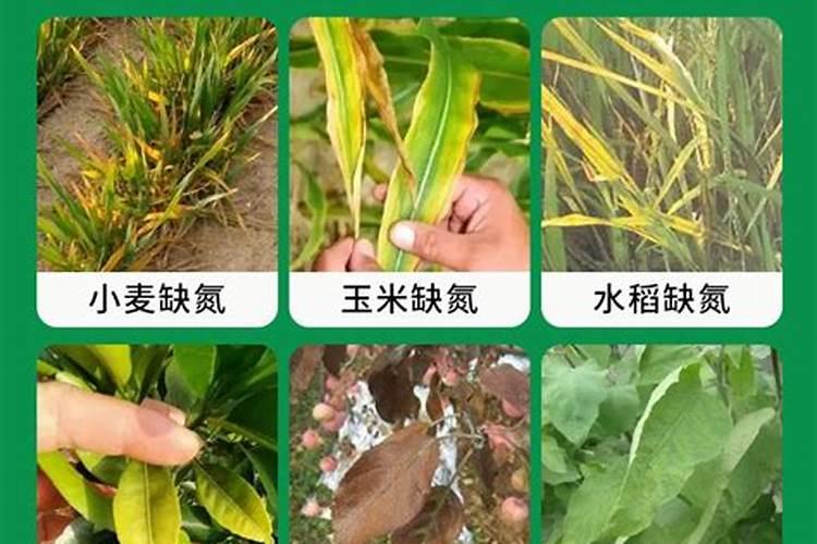 种植大白菜的好方法