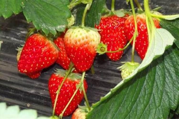 草莓移栽后缓苗太慢怎么办'