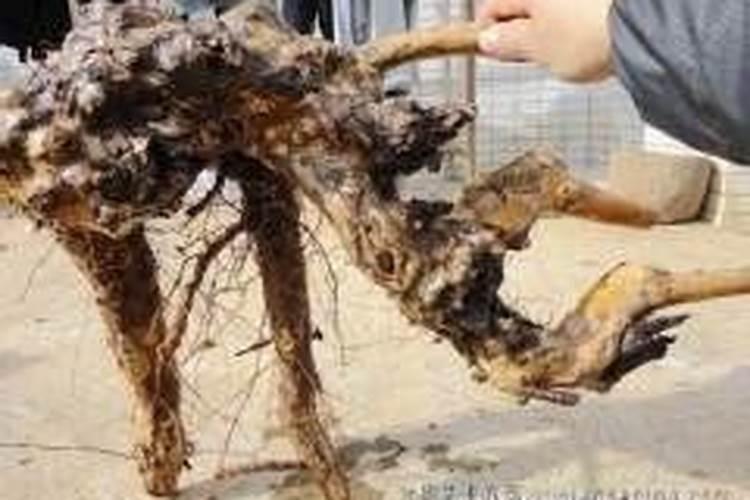 野生红花檵木下山桩已成活两年怎么嫁接？可不可以直接用桩上的芽...