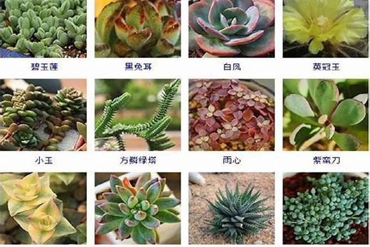 绿植花卉常用跟矿院黄腐酸钾组合经典的肥料复配方式