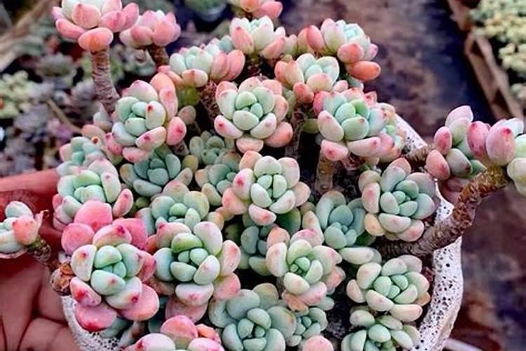 多肉防冻剂有用吗