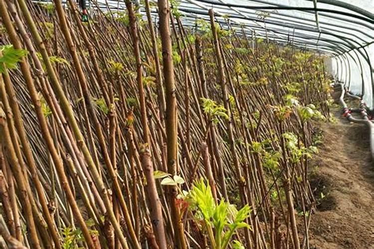 柑橘花芽分化用什么肥