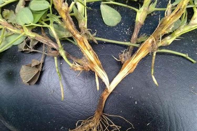 花生黑根,根腐病,死苗怎么办#校园分享#