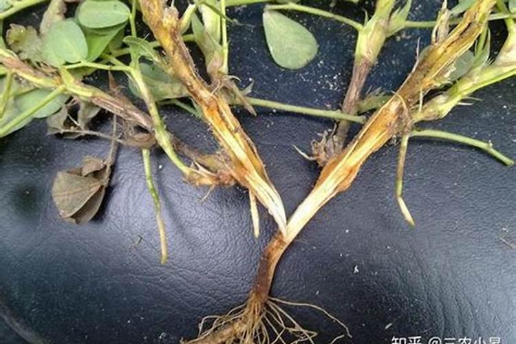 花生病害及防治方法