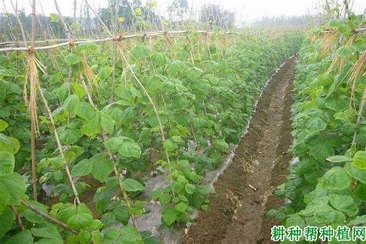 豆角怎样浇水和施肥
