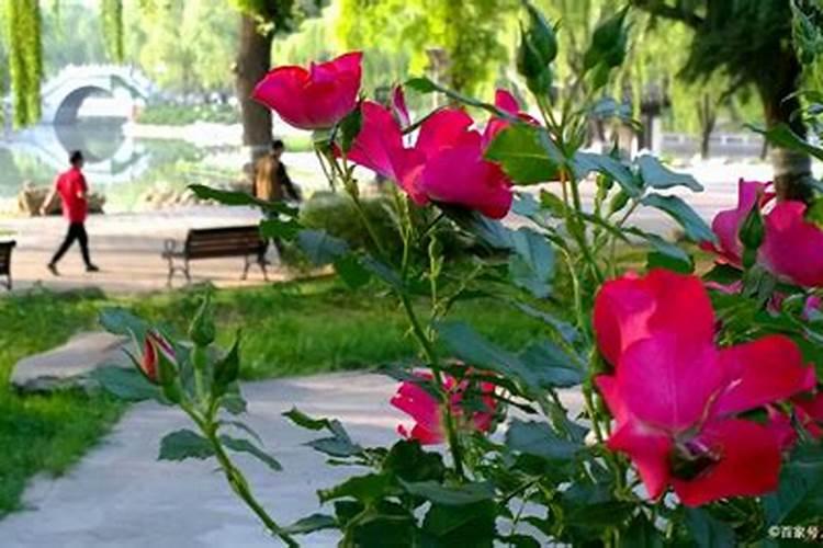 茶花在开花期间如何浇水施肥