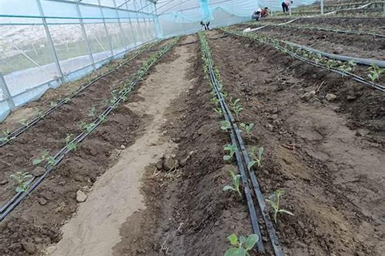 木本植物怎么养 方法是什么