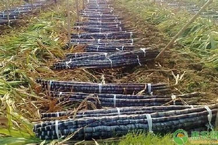 种植甘蔗需要哪些肥料打底