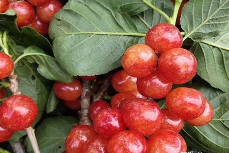 大樱桃对施肥有哪些要求？