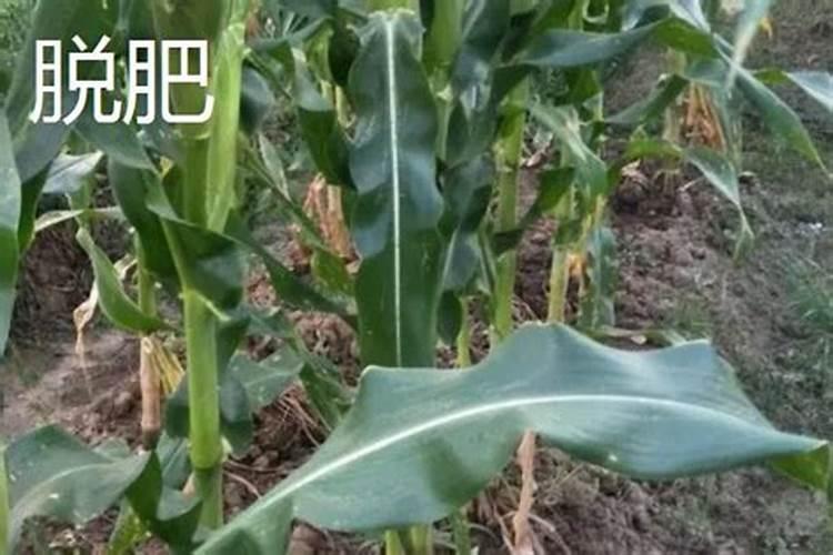 玉米缺硼该怎么办呀