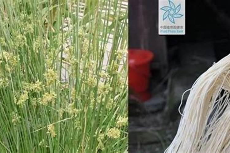 木槿是什么种类有那些用处