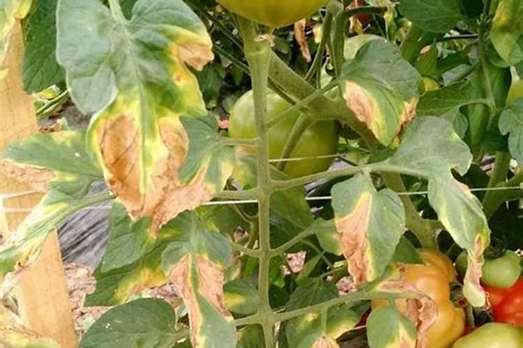 盆栽西红柿施什么肥料好