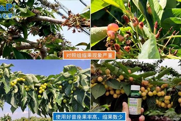 果树荔枝怎样让果实快速膨大？施肥时期上什么肥好？荔枝膨大增产肥料...