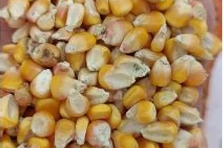 最贵的玉米叶面肥1000克的多少钱一瓶