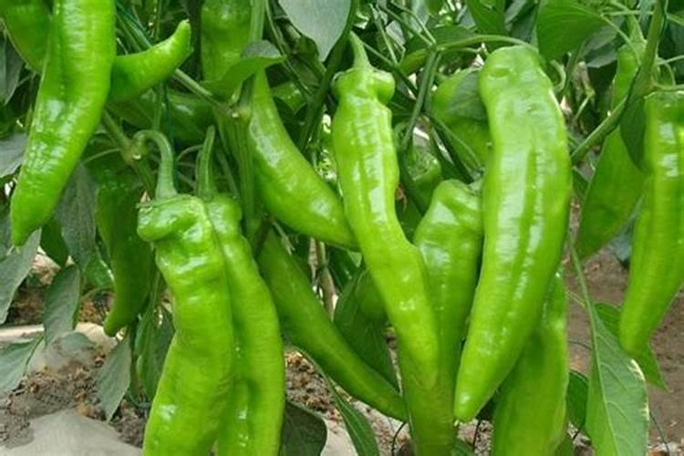 辣椒挂果期追肥用什么肥料好？辣椒保花保果使用的肥料？