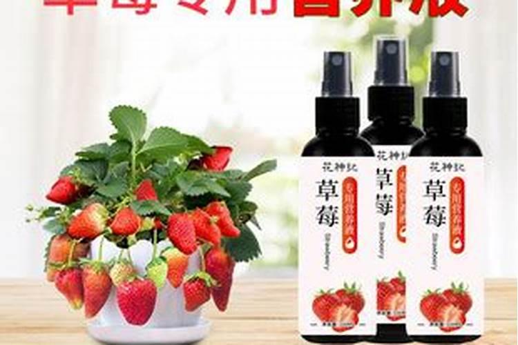 草莓施肥技巧