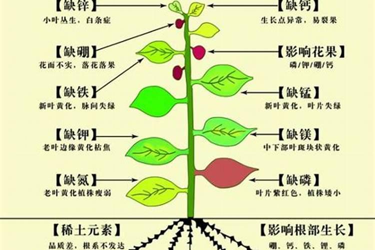 微量元素肥料的种类和酶肥的作用!