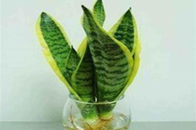 虎皮兰,什么时候施肥？