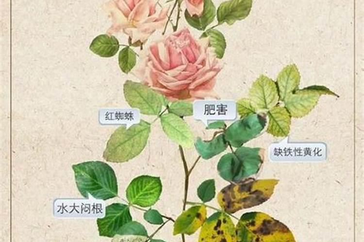 怎么判断月季要施肥了 施肥时间及方法