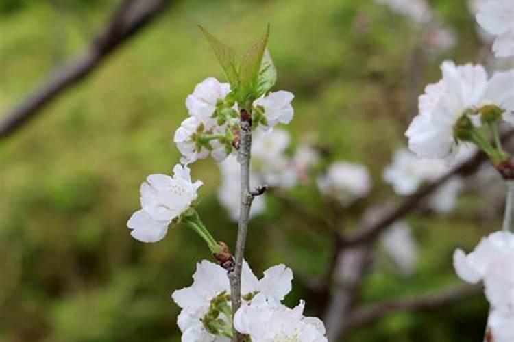 李子树开花后打什么药花结果不会掉落？