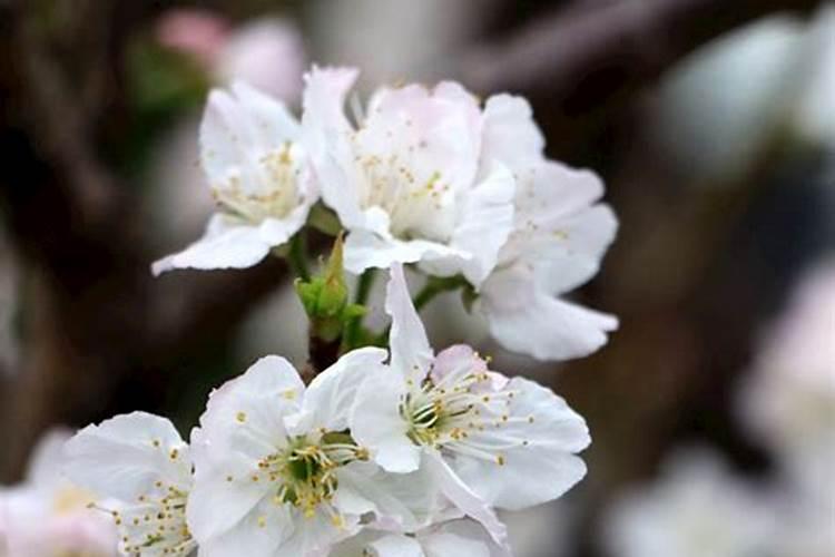 李子开花怎样保花保果