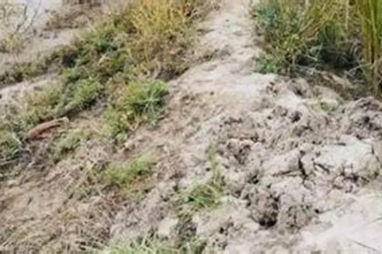 请问各位专家沙碱地用什么肥料最好