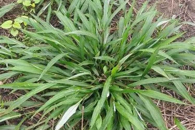 百喜草的养殖方法及注意事项