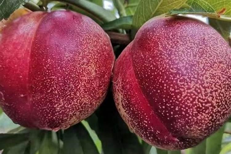 宿松县名优特产