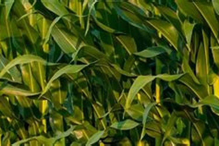 巨丰葡萄用什么样的肥料红的快些呢