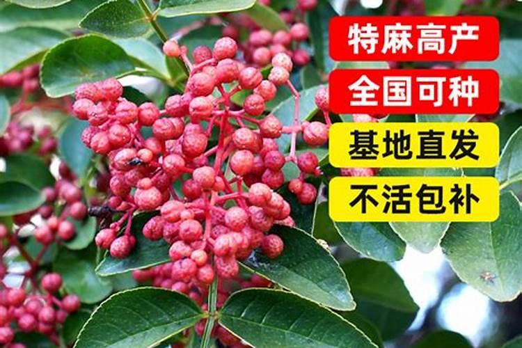 荔枝在盛果期用磷酸二氢钾助高产吗？上色用钛肥好不好