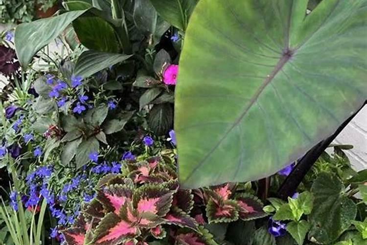 刚栽的小树苗可以施磷肥吗？